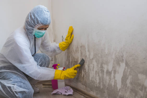 Best Attic Mold Removal  in Millersville, PA