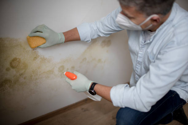 Best Black Mold Removal  in Millersville, PA