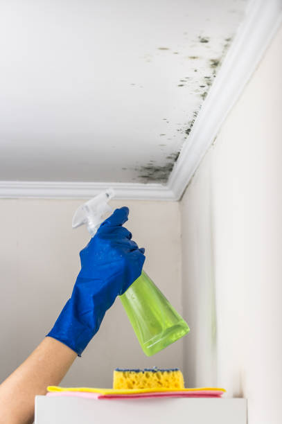 Best Commercial Mold Removal  in Millersville, PA